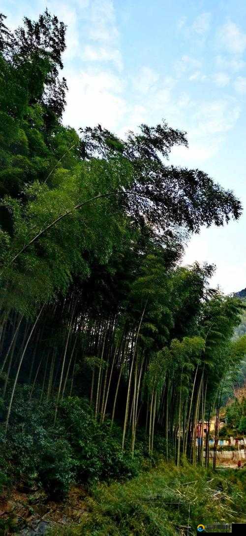 烟雨江湖翠竹寻觅记,翠竹采集点全揭秘